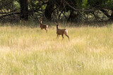 Fototapeta Tulipany - deers on the road Scenic Byway in Capitol Reef National Park in United States of America