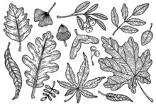 Set Of Fall Vector Leaves Collection. Detailed Set Of Autumn Forest Botanical Elements.