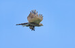 Eurasian sparrowhawk, Accipiter nisus, in flight with caught prey, carrying a songbird in talons, Rhineland, Germany