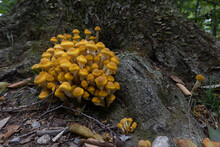Honey Fungus Mushrooms In The Forest