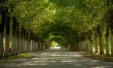  
A tree-lined avenue in autumn, a play of light and shadow.