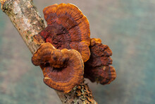 Forest Mushrooms Polypores - Medicine Plant