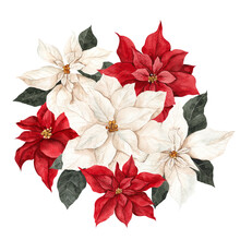 Watercolor Illustration With Red, White And Graphic Poinsettia, Isolated On White Background