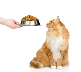 Wall Mural - Owner feeds Fat adult Maine coon cat with dry food. isolated on white background