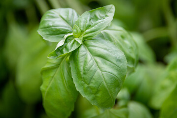 Basil leaves grow on a thin stem in a planter box. The organic green leaves have thin veins down the middle of the plant. The raw Italian herb produces an aroma and is edible with a strong flavor.