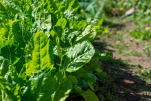 Large Healthy Raw Heads Of Organic Romaine Lettuce Growing In A Garden On A Farm. It Has Vibrant Green Crispy Leaves. The Sun Is Shining On The Lush Fresh Vegetable Plants In A Row With Brown Dirt.