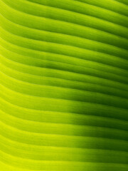 Wall Mural - Abstract of The Stripes Crystal Anthurium Leaf