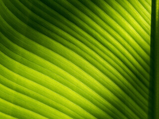 Wall Mural - Abstract of The Stripes Crystal Anthurium Leaf