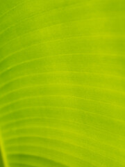 Wall Mural - Abstract of The Stripes Crystal Anthurium Leaf