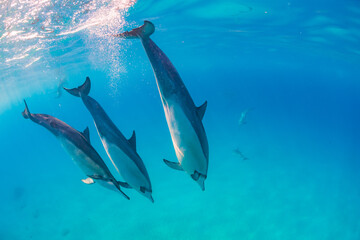 Wall Mural - Dolphin pod diving in clear blue tropical ocean