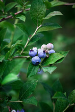 Ripe Blueberries On A Bluberry Bush