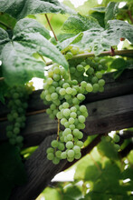 A Bunch Of Green Grapes On A Grape Vine
