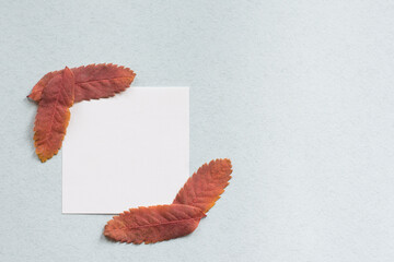 A white square sheet of paper with dry red leaves on a light background. Template for text.