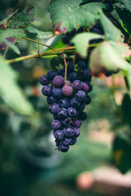 Bunch Of Red Grapes On A Grape Vine