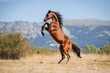 Beautiful bay arabian stallion doing levade in freedom