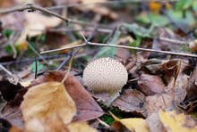 Thorny Puffball Mushroom (Lycoperdon Perlatum) In The Autumn Forest, Selective Focus, Horizontal Orientation.