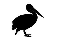Pelican Bird In Silhouette On A White Background