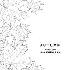 Wall Mural - hand drawn frame with maple leaves. border from black foliage graphics isolated on white background.