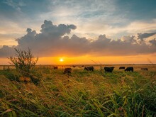 Sunrise Over A Field With Cows, In Shamrock, Texas