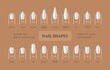 Different types of nail shapes. Vector stock set. Poster for the salon of manicure service.