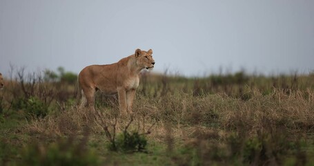 Wall Mural - a lion walks in the savannah