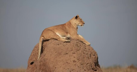 Wall Mural - lions are resting in the savannah