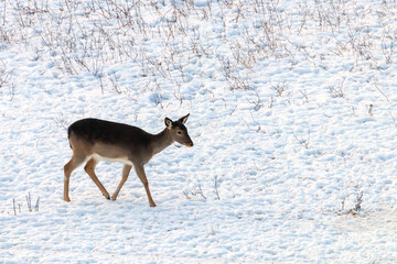 Fallow deer female snow winter (Dama Dama)