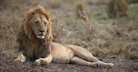 Wall Mural - lions are resting in the savannah