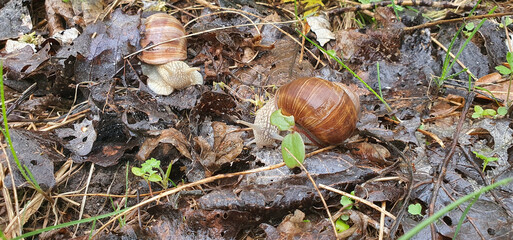 Meeting of two snails on wet leaves on a rainy day