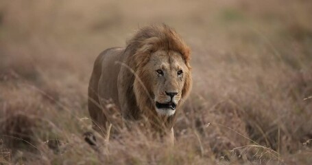 Wall Mural - a lion walks in the savannah