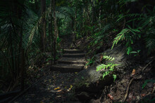 Trail Through The Rainforest Vegetation Of Costa Rica. Manuel Antonio National Park.