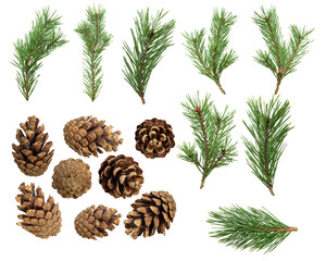 Poster - a set of spruce branches with cones in isolation on a white background