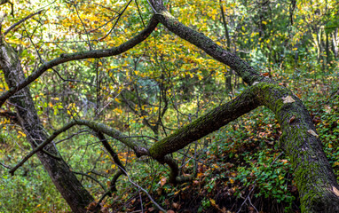 Fallen tree branches in a forest