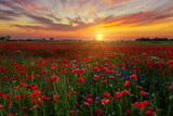 Fototapeta Do pokoju - Beautiful sunrise over red poppies field