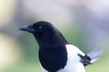 European Magpie Pica pica in various poses