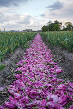 Van Eijk Tulips With Cut Off Flower Heads In Field, North Holland