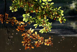 Fototapeta Na ścianę - Widok na piękną polską jesień z kolorowymi liśćmi drzew w słońcu.