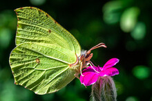 Closeup Shot Of A Cabbage Butterfly On A Purple Flower