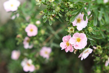 Lovely Delicate Pink Flowers Of Shrubby Cinquefoil Close Up, Netural Flower Blooming Background, Beautiful Tender Petals Og Decorative Flowering Plants In Garden