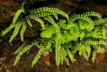 Evergreen Fronds Of Asplenium Trichomanes, The Maidenhair Spleenwort, And Clover, Growing Between Rocks Covered With Moss And Red Lichens, Teutoburg Forest, Germany