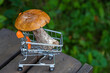 Autumn cep mushrooms with brown cap.
