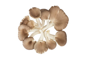 Wall Mural - Indian Oyster Mushroom (Phoenix Mushroom or Lung Oyster) isolated on white background.