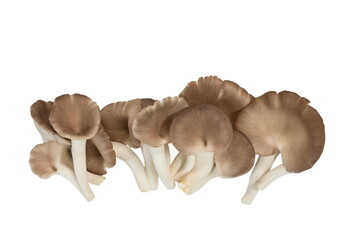 Wall Mural - Indian Oyster Mushroom (Phoenix Mushroom or Lung Oyster) isolated on white background.