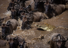 Crocodile Hunting Wildebeest During The Great Migration In Africa 
