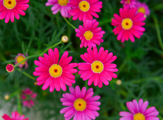 Wall Mural - Daisy flowers blooming at the garden