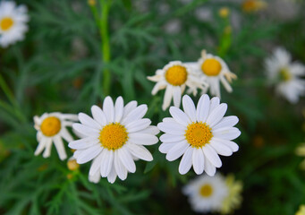 Wall Mural - Daisy flowers blooming at the garden