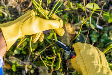 Wall Mural - Pruning rose bushes in the fall. The pruner in the hands of the gardener.