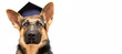 A German Shepherd dog wearing a graduation cap and glasses smart dog on white banner copy space