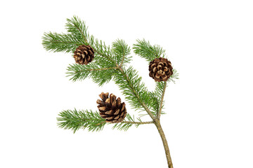 Poster - a branch of a Christmas tree with cones in isolation on a white background