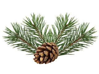 Poster - a branch of a Christmas tree with cones in isolation on a white background